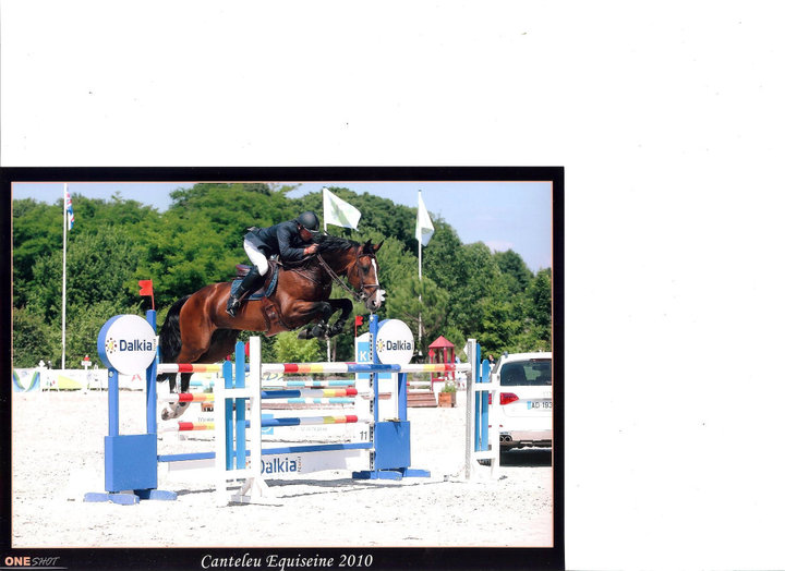 ELITEHENGST IN DE KIJKER : QUERLYBET HERO